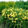 Sásliliom – Hemerocallis 'Happy Returns'