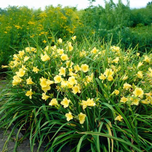 Sásliliom – Hemerocallis 'Happy Returns'