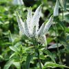 Hosszúlevelű veronika – Veronica longifolia 'First Lady'