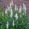 Hosszúlevelű veronika – Veronica longifolia 'First Lady'