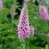 Hosszúlevelű veronika – Veronica longifolia 'First Love'