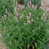 Hosszúlevelű veronika – Veronica longifolia 'First Love'