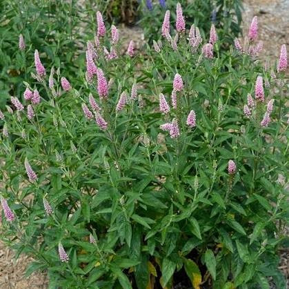 Hosszúlevelű veronika – Veronica longifolia 'First Love'