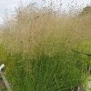 Gyepes sédbúza – Deschampsia cespitosa 'Palava'