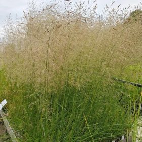   Gyepes sédbúza – Deschampsia cespitosa 'Palava'