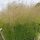Gyepes sédbúza – Deschampsia cespitosa 'Palava'