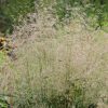 Gyepes sédbúza – Deschampsia cespitosa 'Palava'