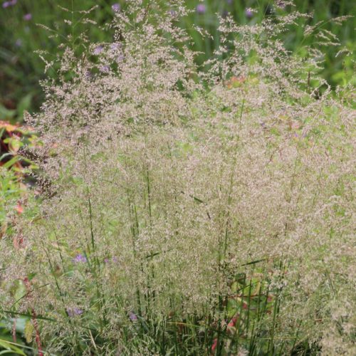 Gyepes sédbúza – Deschampsia cespitosa 'Palava'