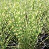 Kínai virágosnád – Miscanthus sinensis 'Gold Bar'