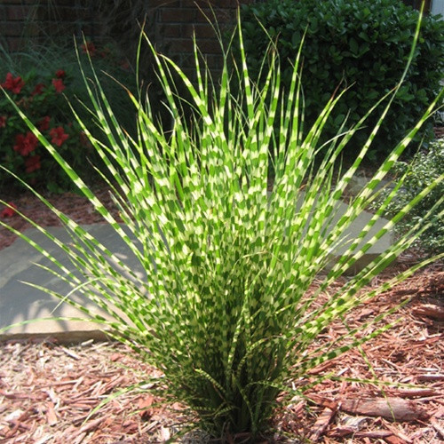 Kínai virágosnád – Miscanthus sinensis 'Gold Bar'