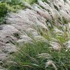 Kínai virágosnád – Miscanthus sinensis 'Gracillimus'