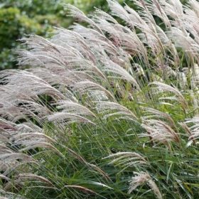   Kínai virágosnád – Miscanthus sinensis 'Gracillimus'
