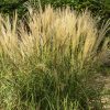 Kínai virágosnád – Miscanthus sinensis 'Gracillimus'