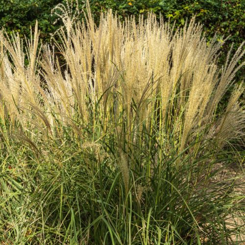 Kínai virágosnád – Miscanthus sinensis 'Gracillimus'