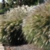 Kínai virágosnád – Miscanthus sinensis 'Gracillimus'