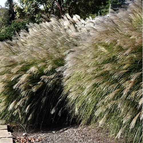 Kínai virágosnád – Miscanthus sinensis 'Gracillimus'