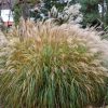 Kínai virágosnád – Miscanthus sinensis 'Yakushima Dwarf'