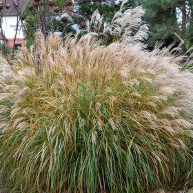   Kínai virágosnád – Miscanthus sinensis 'Yakushima Dwarf'
