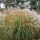 Kínai virágosnád – Miscanthus sinensis 'Yakushima Dwarf'