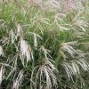 Kínai virágosnád – Miscanthus sinensis 'Yakushima Dwarf'