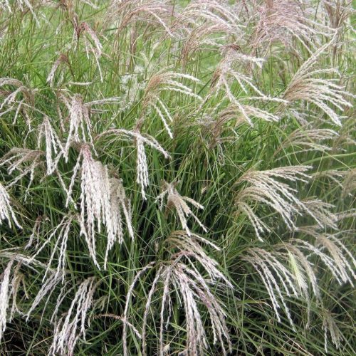 Kínai virágosnád – Miscanthus sinensis 'Yakushima Dwarf'