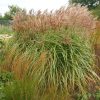 Kínai virágosnád – Miscanthus sinensis 'Malepartus'