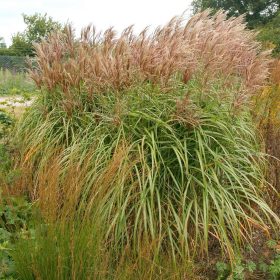   Kínai virágosnád – Miscanthus sinensis 'Malepartus'