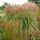 Kínai virágosnád – Miscanthus sinensis 'Malepartus'