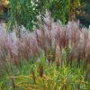 Kínai virágosnád – Miscanthus sinensis 'Malepartus'