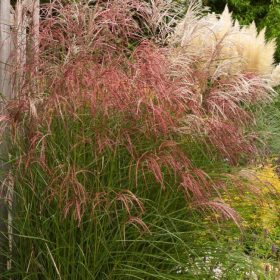   Kínai virágosnád – Miscanthus sinensis 'Flamingo'
