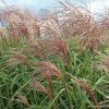Kínai virágosnád – Miscanthus sinensis 'Flamingo'