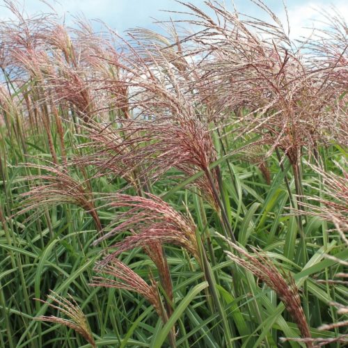 Kínai virágosnád – Miscanthus sinensis 'Flamingo'
