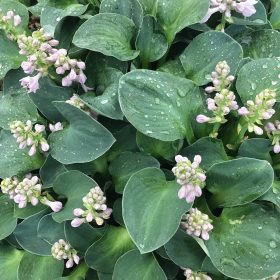 Törpe árnyékliliom – Hosta 'Blue Mouse Ears'