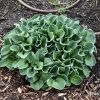 Törpe árnyékliliom – Hosta 'Blue Mouse Ears'