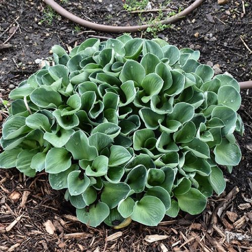 Törpe árnyékliliom – Hosta 'Blue Mouse Ears'
