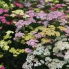 Közönséges cickafark – Achillea millefolium 'Colorado'