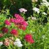 Közönséges cickafark – Achillea millefolium 'Colorado'