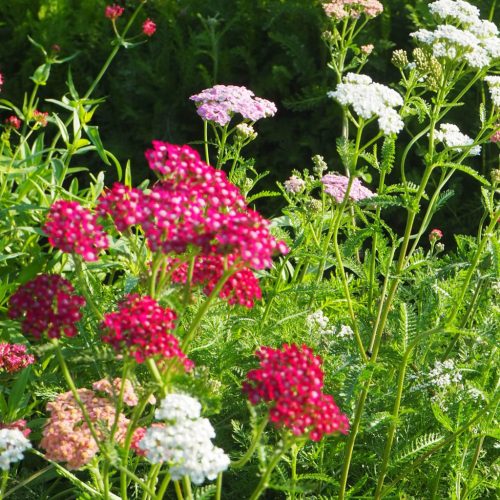 Közönséges cickafark – Achillea millefolium 'Colorado'