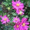 Szellőrózsa – Anemone × hybrida 'Margarete'