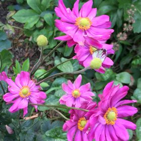 Szellőrózsa – Anemone × hybrida 'Margarete'