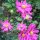 Szellőrózsa – Anemone × hybrida 'Margarete'