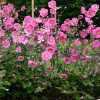 Szellőrózsa – Anemone × hybrida 'Margarete'