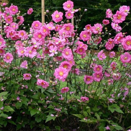Szellőrózsa – Anemone × hybrida 'Margarete'