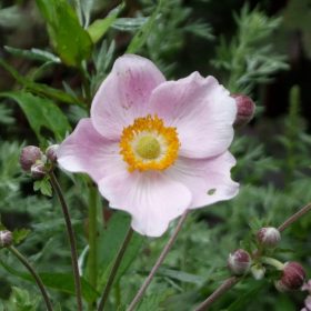 Szellőrózsa – Anemone × hybrida 'Ouvertüre'