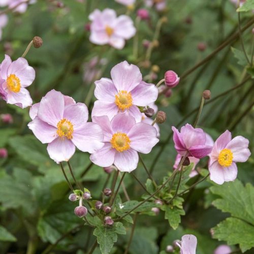 Szellőrózsa – Anemone × hybrida 'Ouvertüre'