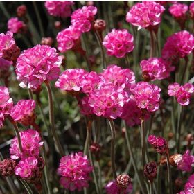   Tengerparti pázsitszegfű – Armeria maritima 'Rubrifolia'