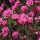 Tengerparti pázsitszegfű – Armeria maritima 'Rubrifolia'