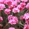 Tengerparti pázsitszegfű – Armeria maritima 'Rubrifolia'
