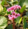 Bőrlevél – Bergenia 'Pink Dragonfly'