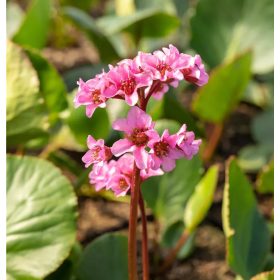 Bőrlevél – Bergenia 'Pink Dragonfly'